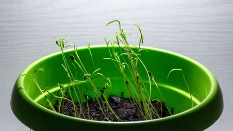 Time-lapse of growing sprouts, dill plants Stock Footage 74302030