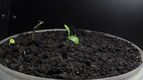 Time lapse of growing sprouts Stock Footage 62868051