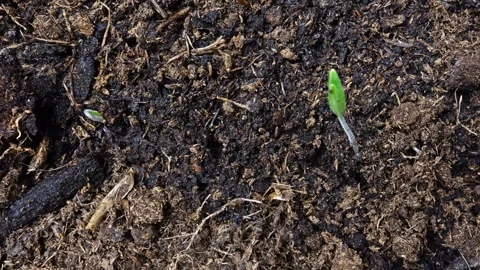 Time lapse of growing sprouts. Stock Footage 104775733