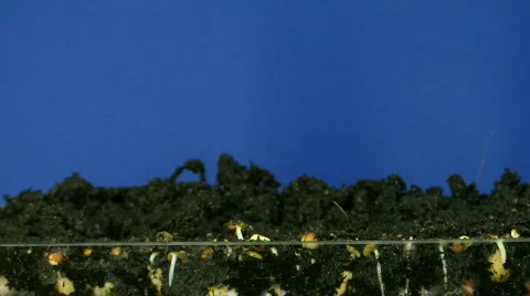 Time-lapse of growing vegetables 1  Stock Footage 139077