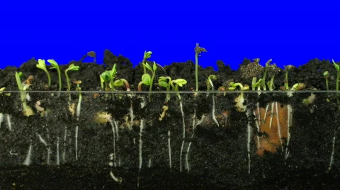 Time-lapse of growing vegetables 4 blue chroma key Stock Footage 476450