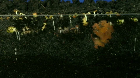 Time lapse of growing vegetables roots 2  Vidéo 139109