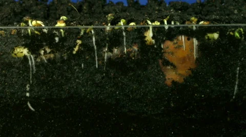 Time-lapse of growing vegetables roots 2 (720p) Stock Footage 686342