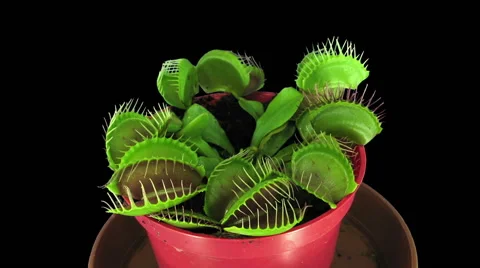 Time-lapse of growing Venus flytrap plant, RGB + ALPHA matte (720p) Stock Footage 56652036