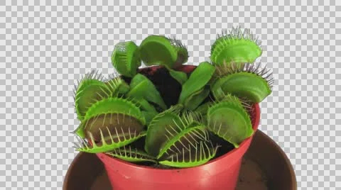 Time-lapse of growing Venus flytrap plant with ALPHA channel Stock Footage 56652210
