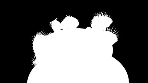 Time-lapse of growing Venus flytrap plant in RGB + ALPHA matte format Stock Footage 74148747