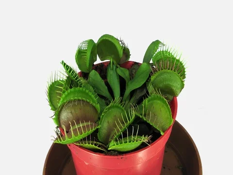 Time-lapse of growing Venus flytrap plant, 4K with ALPHA channel Stock Footage 81429915