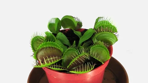 Time-lapse of growing Venus flytrap plant with ALPHA channel Stock Footage 83233400