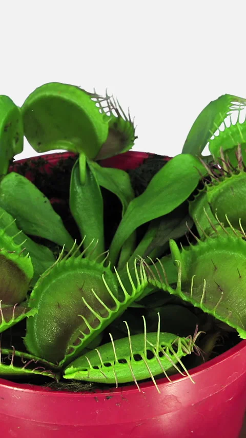 Time lapse of growing Venus flytrap plant, vertical orientation Video stock 290495377