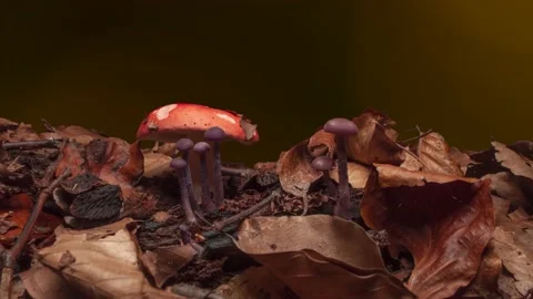 Time lapse of growing vomiting russula mushroom in forest Stock Footage