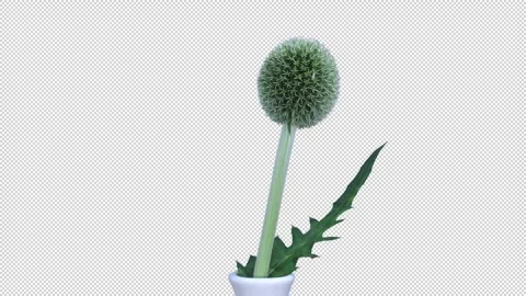 Time lapse of growing weed Stock Footage 285113482