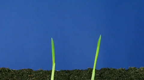 Time-lapse of growing wheat seeds 1  Stock Footage 140071