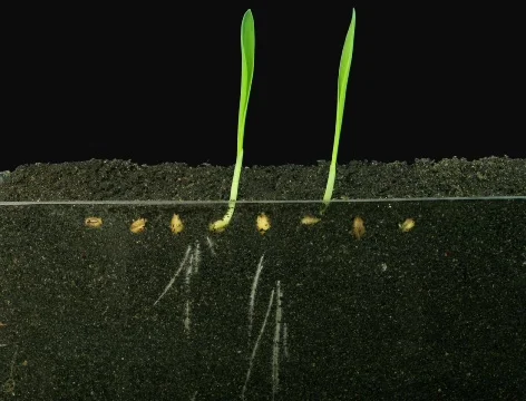 Time-lapse of growing wheat seeds 5 (Cinema 2K) Stock Footage 697192