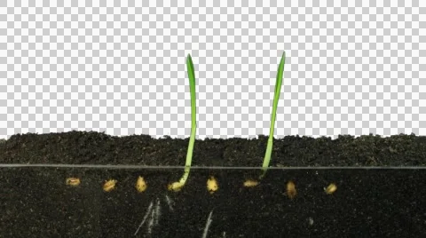Time-lapse of growing wheat seeds 6d (DCI-3K) Stock Footage 47777086