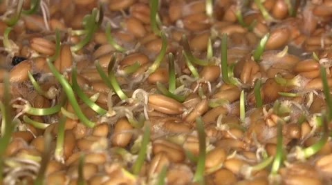 Time-lapse of growing wheats Stock Footage 55807582