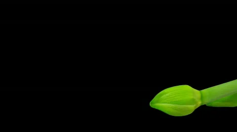 Time-lapse growing white amaryllis on black vertical composition 3 Stock Footage