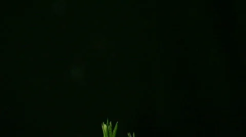 Time-lapse of growing white crocus 6 Stock Footage 98674