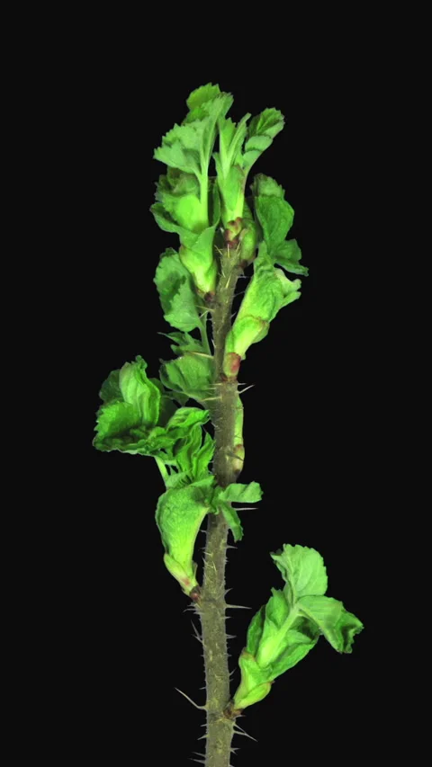 Time lapse of growing wild Rose leaves, vertical orientation Stock Footage 327066188