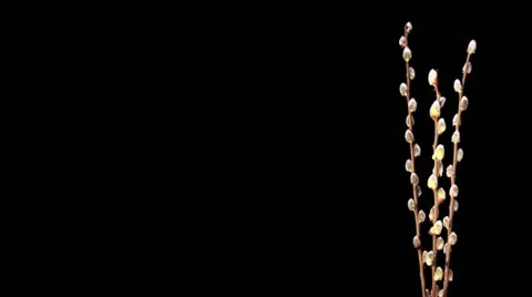 Time-lapse Of Growing Willow Catkins Isolated On Black (Salix L.) Stock Footage 10886871