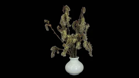 Time-lapse of growing willow catkins in RGB + ALPHA matte format Stock Footage 65267654