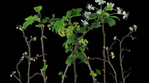 Time-lapse of growing willow catkins in RGB + ALPHA matte format Stock Footage