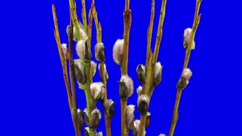 Time lapse of growing willow catkins Stock-Footage 289962478