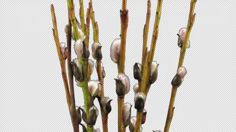 Time lapse of growing willow catkins with ALPHA channel Stock-Footage 326106502
