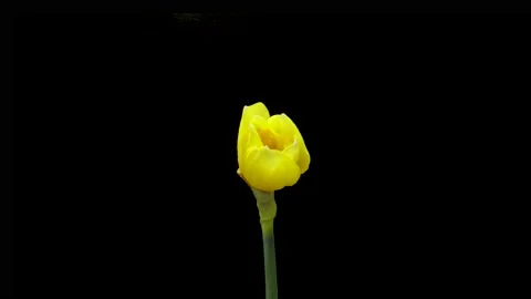 Time-lapse of growing yellow daffodils or narcissus flower. Spring flower Stock Footage 173717604