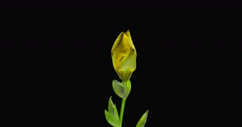 Time-lapse of growing yellow iris flower. Stock Footage 111535856