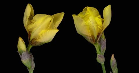 Time-lapse of growing yellow iris flower. macro, easter, spring, holidays Stock Footage 160275680