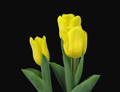 Time-lapse of growing yellow tulip in a pot 9 (Film 2K) Stock Footage 1078664