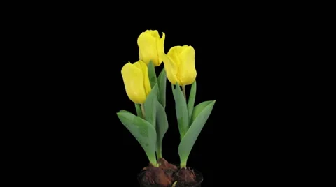 Time-lapse of growing yellow tulip in a pot in RGB + ALPHA matte format Stock Footage 62828548