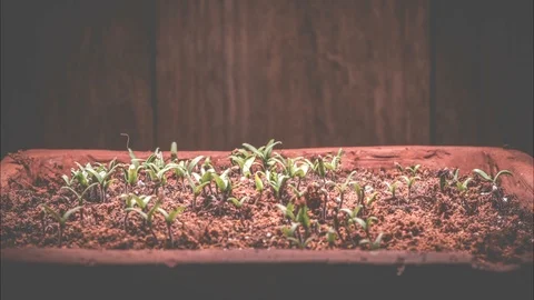 Time lapse of growing young tomatoes seedlings in front of rustic wooden plank Stock Footage 106260634