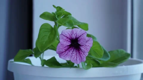 Time lapse of the growth and bloom of the Petunia's purple flower Stock Footage 142026068