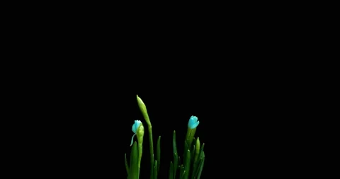 Time lapse of growth and flowering of blue daffodils on a black background, 4k Stock Footage 136943498