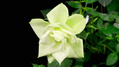 Time Lapse of Growth and Opening White Rose Flower Stock Footage 123077375