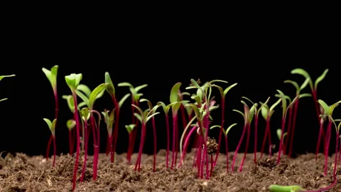 Time Lapse of Growth Beetroot Salad Plants 스톡 동영상 172222994
