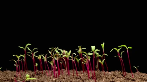 Time Lapse of Growth Beetroot Salad Plants Stock Footage 173294568