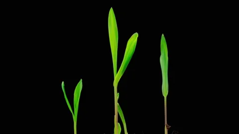Time Lapse of Growth Corn Plants 库存影片 229395898
