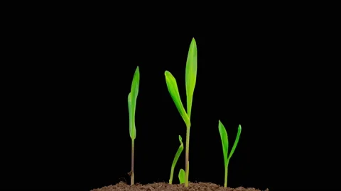 Time Lapse of Growth Corn Plants Stock-Footage 230662336