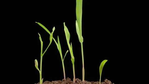 Time Lapse of Growth Corn Plants Stock Footage 236119437