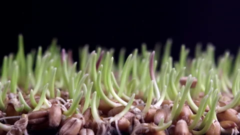 Time lapse growth of a grass of wheat or rye seed Stock Footage 145668342