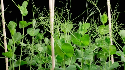 Time Lapse of Growth Green Peas Beans Plants Stockbeeldmateriaal 178120162