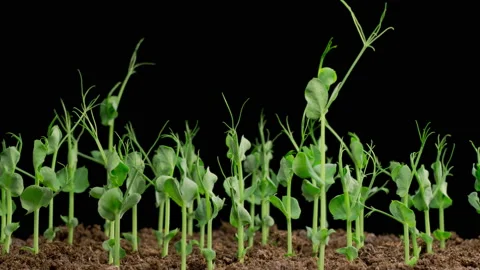 Time Lapse of Growth Green Peas Beans Plants Vidéo 232390800