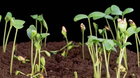 Time Lapse of Growth Melon Plants Stock Footage 318075127