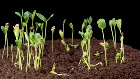 Time Lapse of Growth Melon Plants Stock Footage 319541553