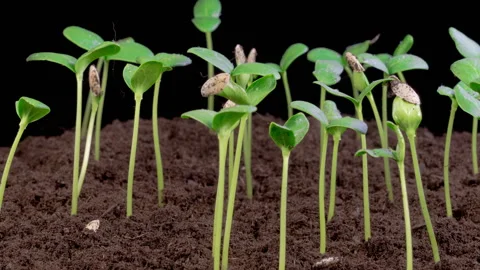 Time Lapse of Growth Melon Plants Stock Footage 327145583