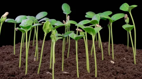 Time Lapse of Growth Melon Plants Stock Footage 328114463