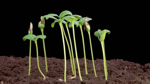 Time Lapse of Growth Melon Plants Video stock 330946629