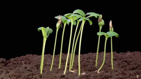Time Lapse of Growth Melon Plants Stock-Footage 331807400